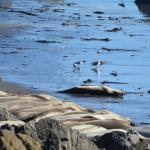 Cambria_2015_0161 (November 07, 2015)